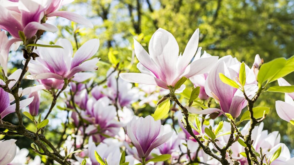Blühende Magnolien für persönliches Aufblühen
