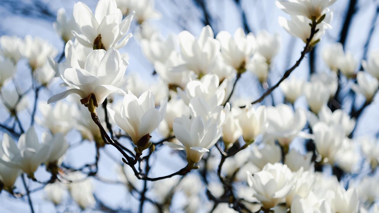 Aufblühende weisse Magnolien für die Psychiatrie und Psychotherapie