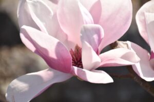southern magnolia, flower wallpaper, flower, plant, petals, loblolly magnolia, bloom, beautiful flowers, flower background, blossom, garden, nature, closeup