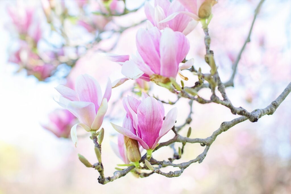 magnolia, flower background, beautiful flowers, flower wallpaper, blossoms, blooms, spring, flowers, nature, pink