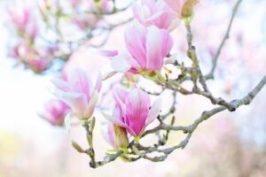 magnolia, flower background, beautiful flowers, flower wallpaper, blossoms, blooms, spring, flowers, nature, pink