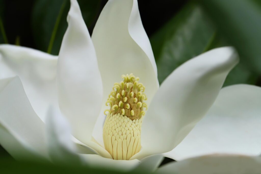 evergreen magnolia, large-flowered magnolia, magnolia, flower, nature, beautiful flowers, flora, close up, magnolia grandiflora, white flower, petals, stamens, flower background, flower wallpaper, pistils, blossom
