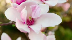 magnolia flower, nature, pink, spring, magnolia