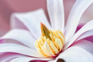 Detailed close-up of a blooming star magnolia flower with white petals and yellow center.