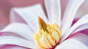 Detailed close-up of a blooming star magnolia flower with white petals and yellow center.