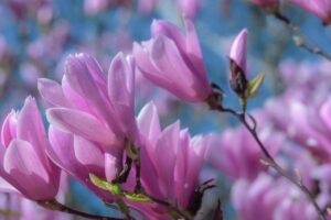 tulip magnolia, tree, ornamental wood, magnolia, pink, flower wallpaper, flowers, beautiful flowers, bud, branch, plant, magnolia family, magnoliaceae, flower, petal, blossom, bloom, spring, flower background, nature