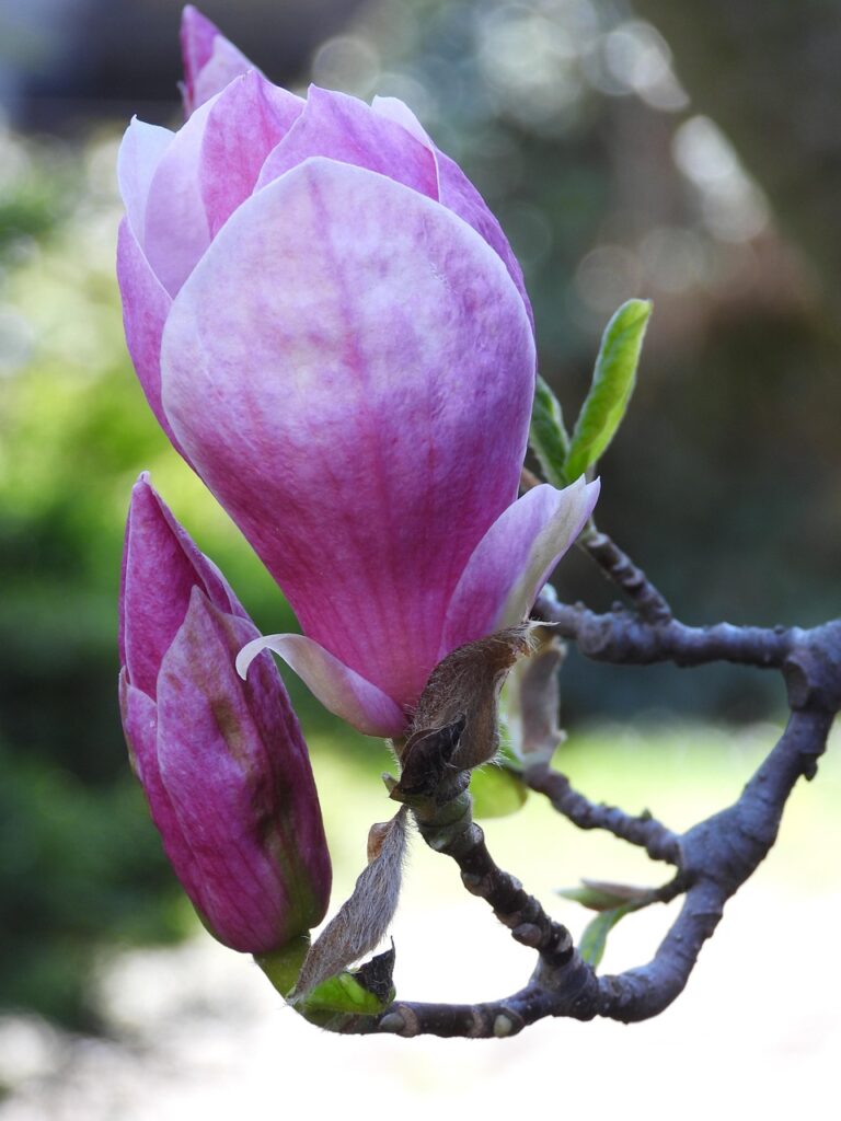 magnolia, flower, bush magnolia, spring, garden, beautiful flowers, flowers, flower wallpaper, pink, plants, figure, tree, ornate, bud, magnoliowate, nature, flower background, floral