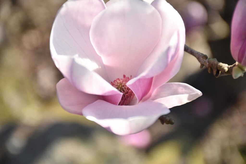 southern magnolia, flower, plant, petals, loblolly magnolia, bloom, flower wallpaper, blossom, garden, nature, beautiful flowers, flower background, closeup