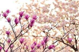magnolia, nature, flower wallpaper, flower background, branches, blossom, spring, plant, flowers, natural, arboretum, beautiful flowers, pink