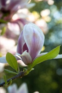 magnolia, branch, blossom, bloom, spring, nature, bloom